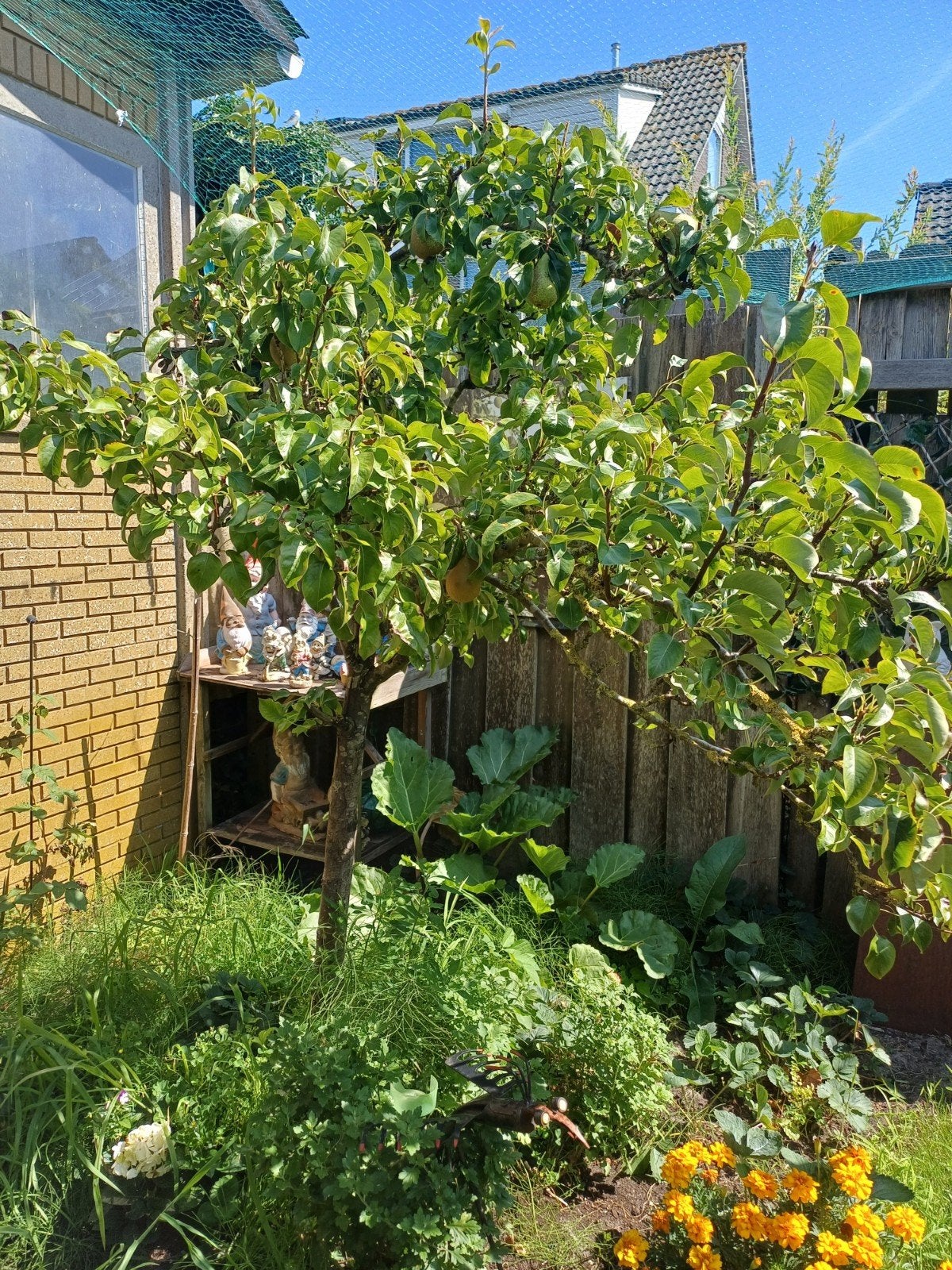 conference perenboom, Tuin en Terras, Planten | Bomen, Ophalen, Volle zon, Overige soorten