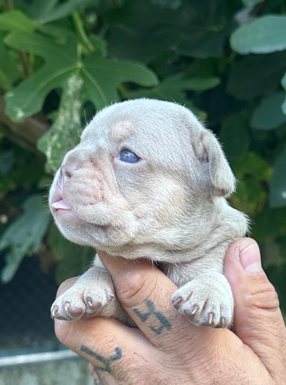 Franse bulldog pups, België, Particulier, 8 tot 15 weken, Parvo