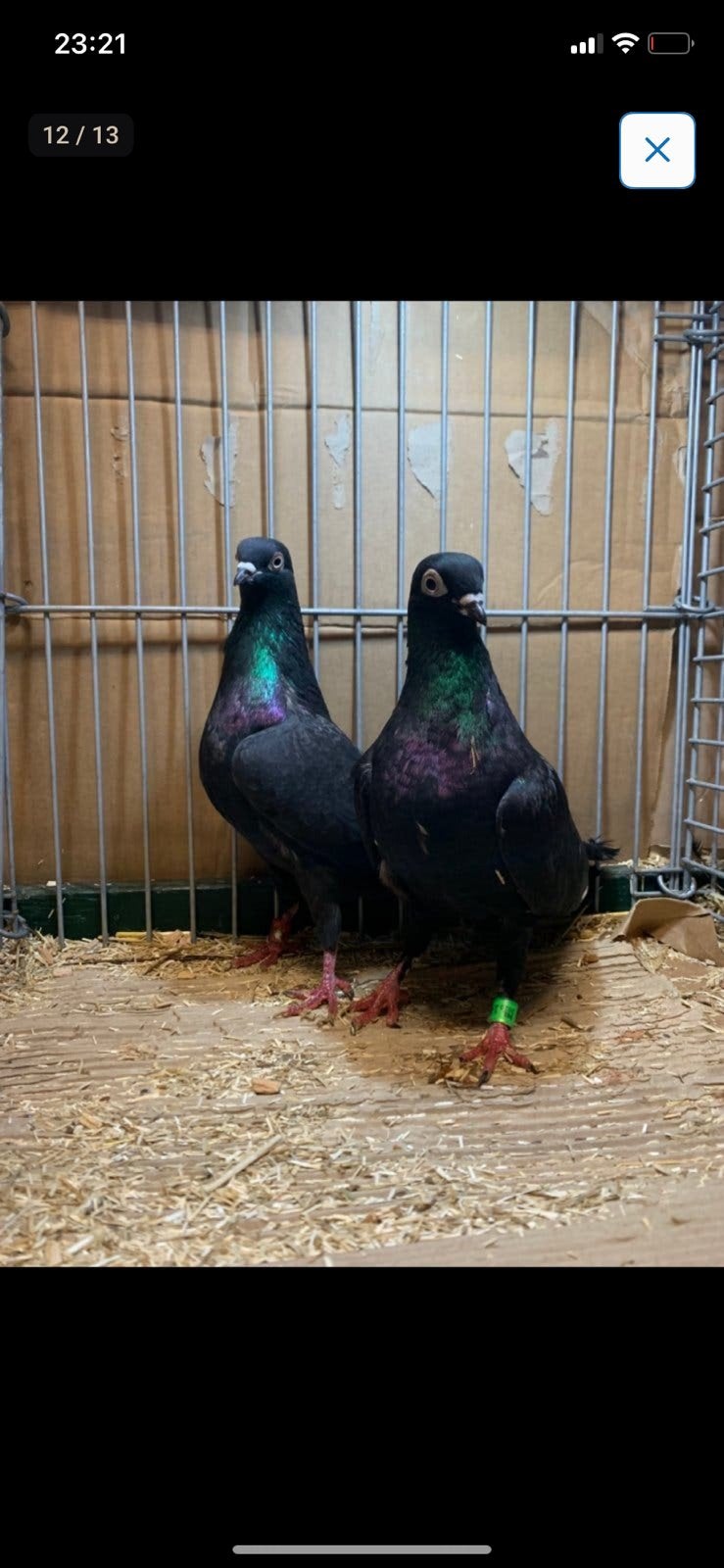 35 Wener Hoogvliegers Vliegtype, Dieren en Toebehoren, Vogels | Duiven, Meerdere dieren, Overige soorten