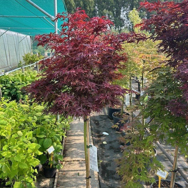 Japanse Esdoorn of Acer in diverse soorten, Tuin en Terras, Ophalen of Verzenden, In pot, Minder dan 100 cm