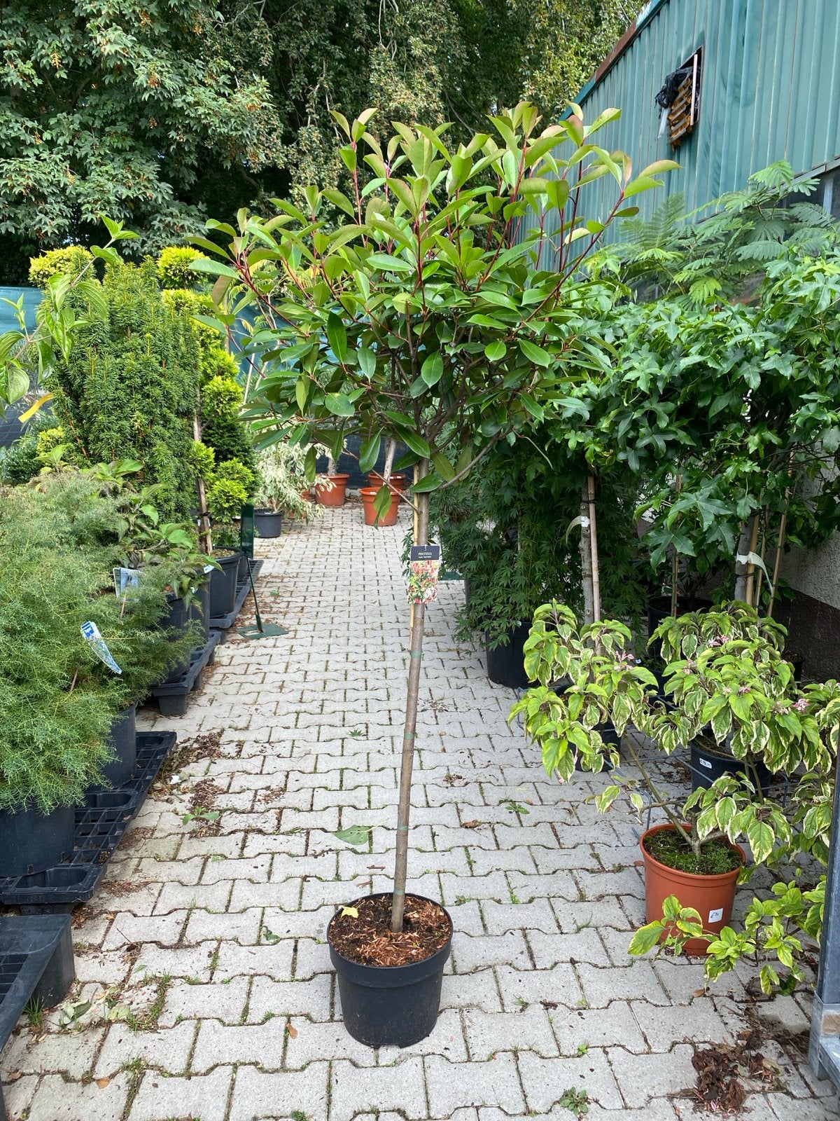 Photinia 'Red Robin' op stam - Glansmispel, Ophalen, Overige soorten, Struik, 100 tot 250 cm