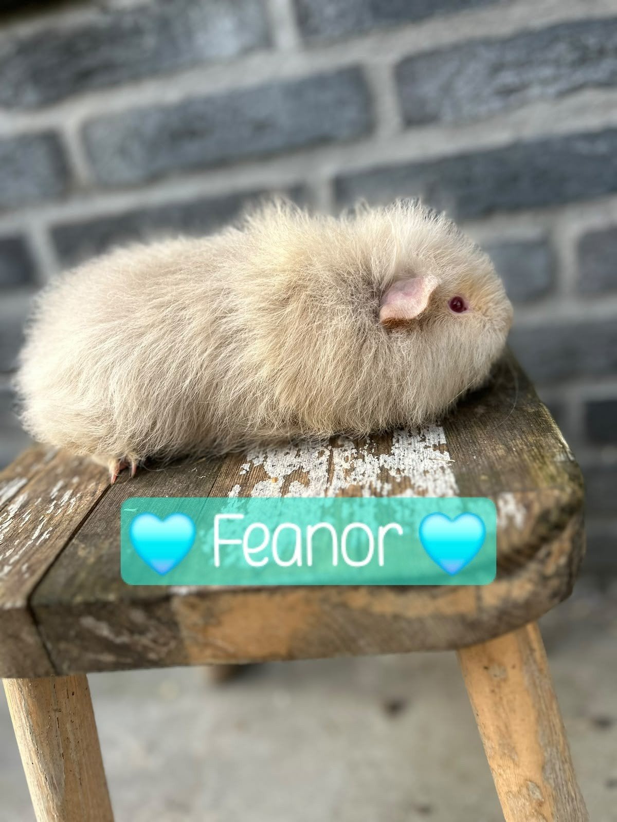 CH Teddy beertjes zoeken fijn thuis!, Cavia, Mannelijk, Juli, Tam