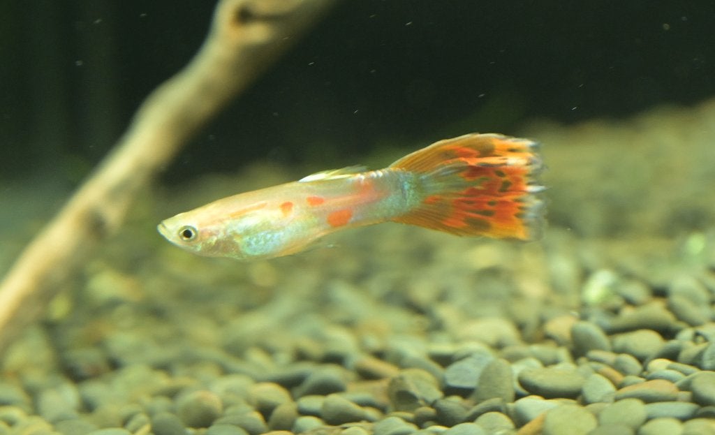 Guppy, Platy, Black molly, Dieren en Toebehoren, Vis, Zoetwatervis