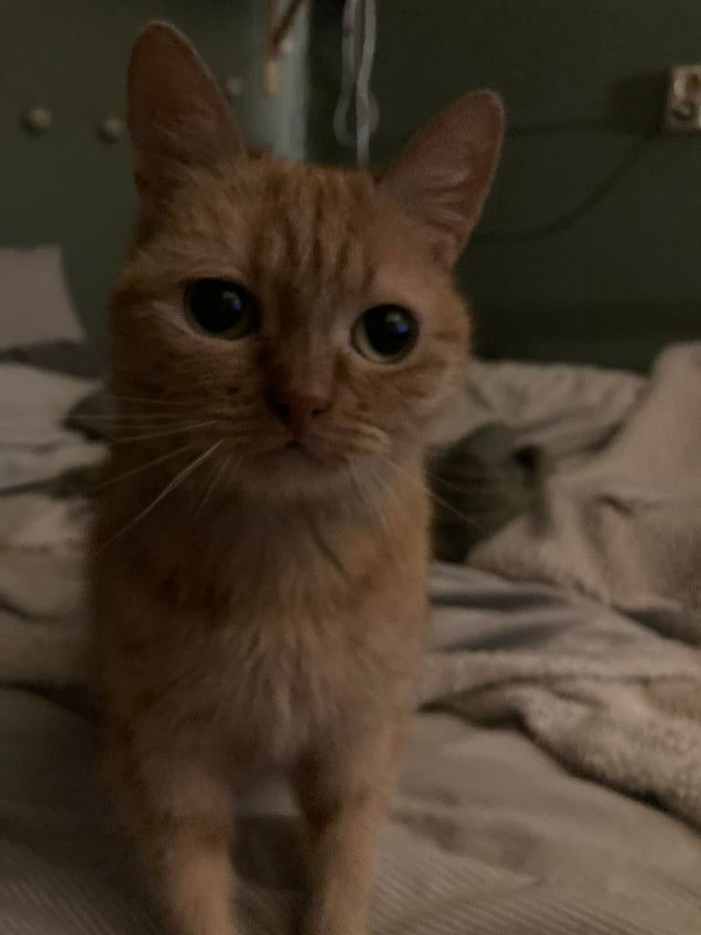 Simba - Binnenkat - 10 jaar, Dieren en Toebehoren, Poes, Kortharig, 6 jaar of ouder