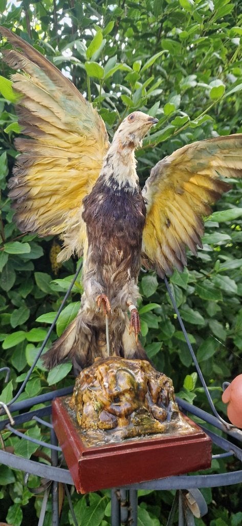 Opgezette vogel (Goudvinkduif)   Taxidermie (brocante), Ophalen of Verzenden, Gebruikt, Vogel, Opgezet dier
