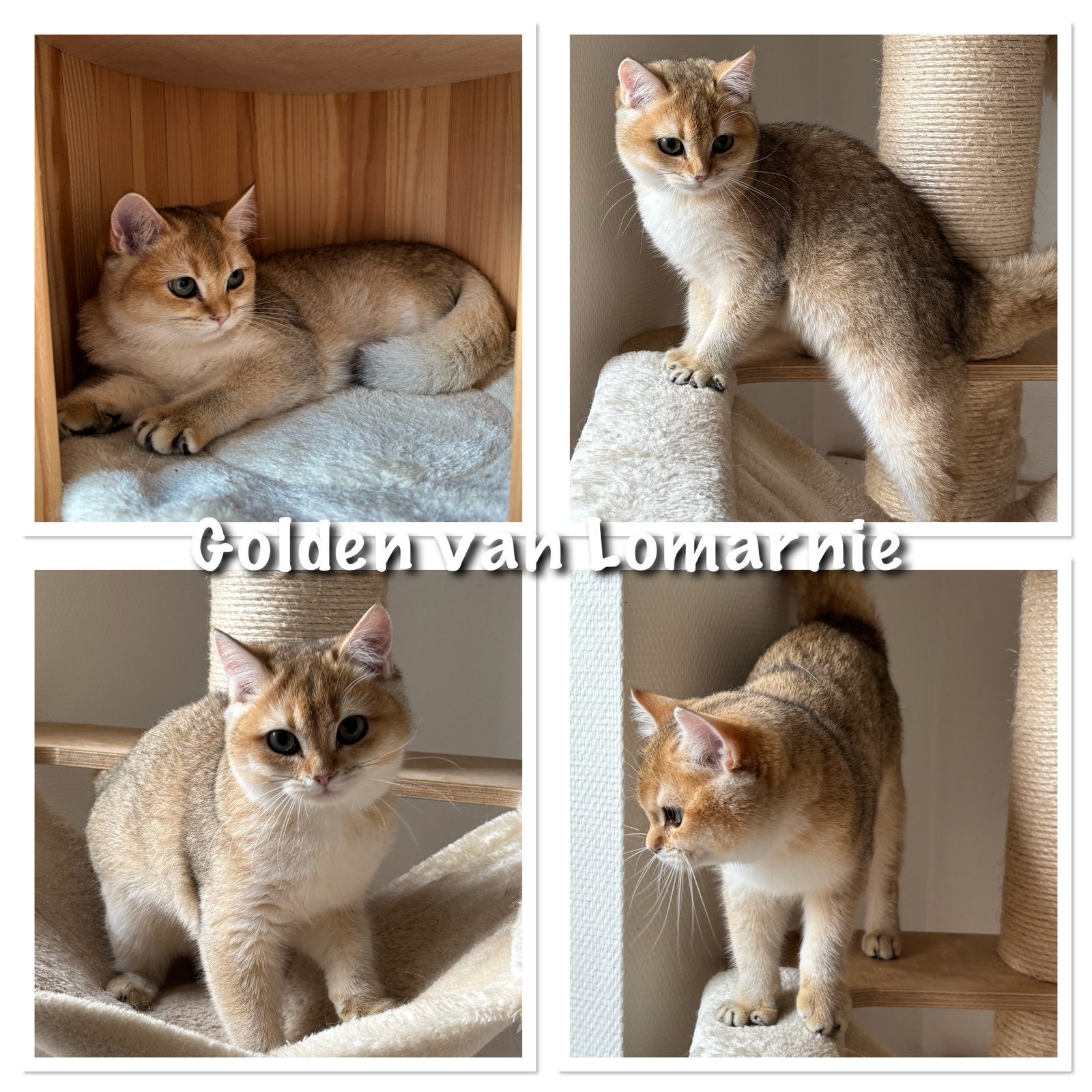 Brits Korthaar kittens met stamboom beschrikbaar, Meerdere dieren, Met stamboom, 0 tot 2 jaar