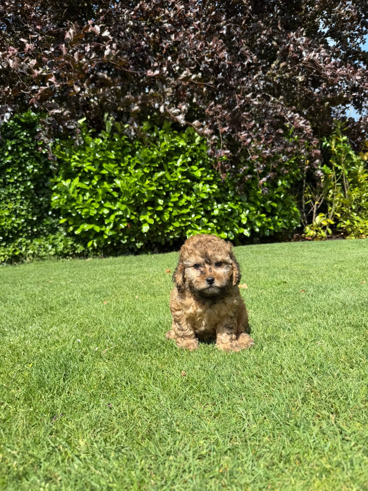 Maltipoo (Maltezer x Poedel) pups, Poedel, Parvo, Nederland, 8 tot 15 weken