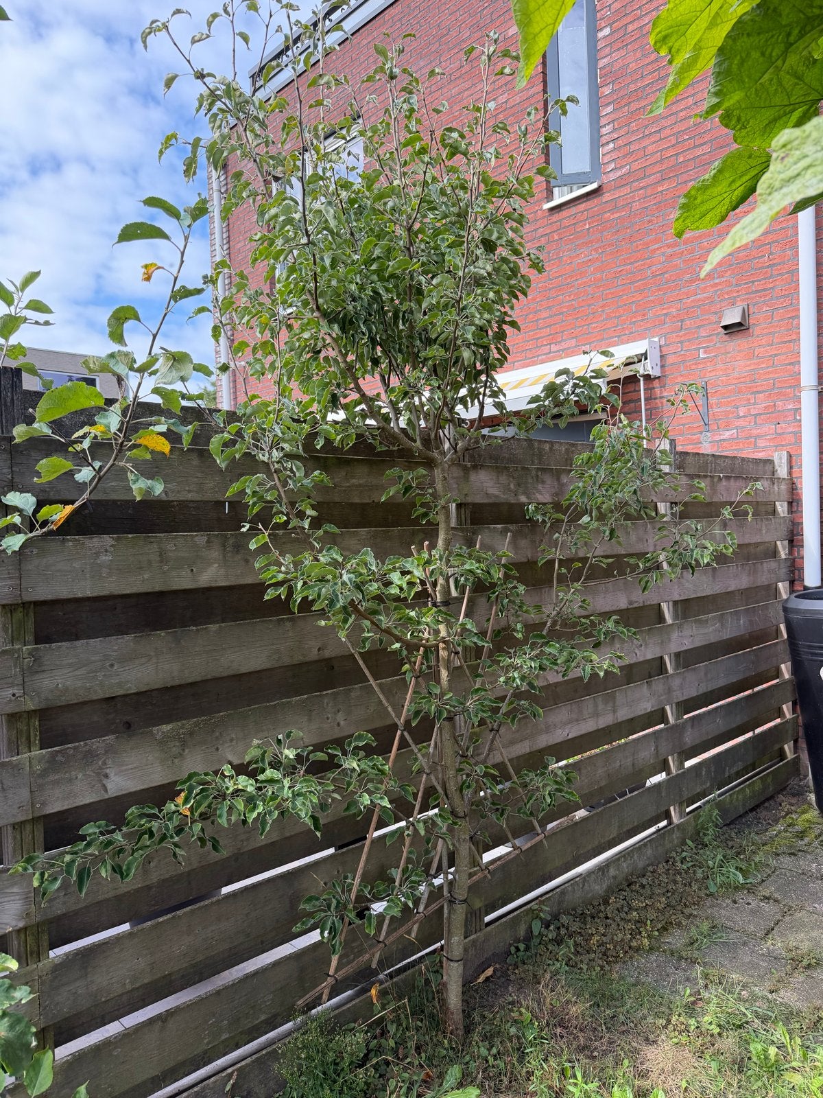 3 fruitbomen: appel en peer, Overige soorten, Lente, 100 tot 250 cm, Ophalen