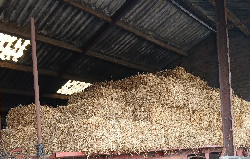 kleine pakjes tarwe stro pakje pakken baal baaltje te koop, Ophalen, Vee