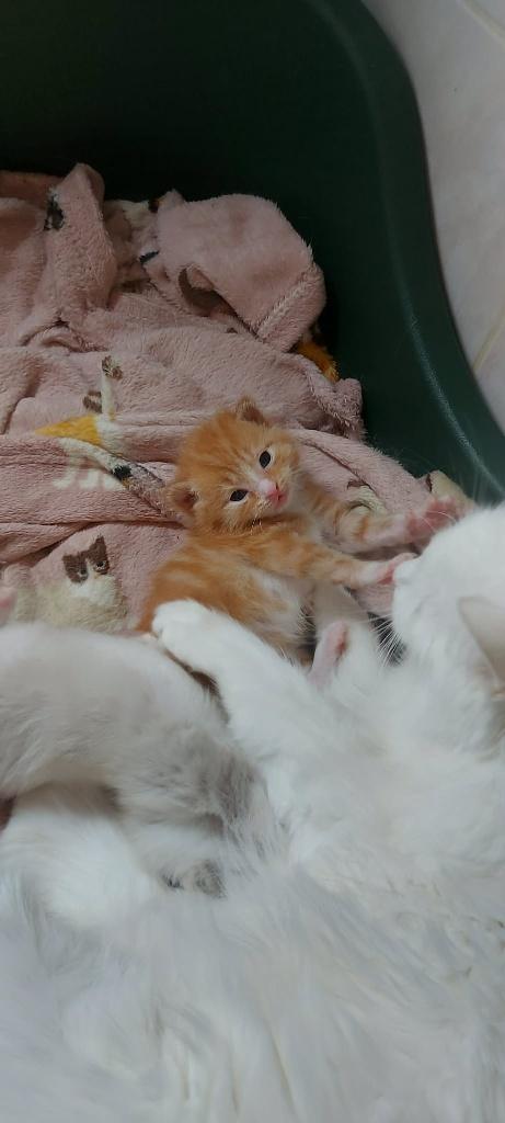 Half Turkse angora kitten langharig, Dieren en Toebehoren, Katten en Kittens | Overige Katten, Meerdere dieren, Langharig, 0 tot 2 jaar