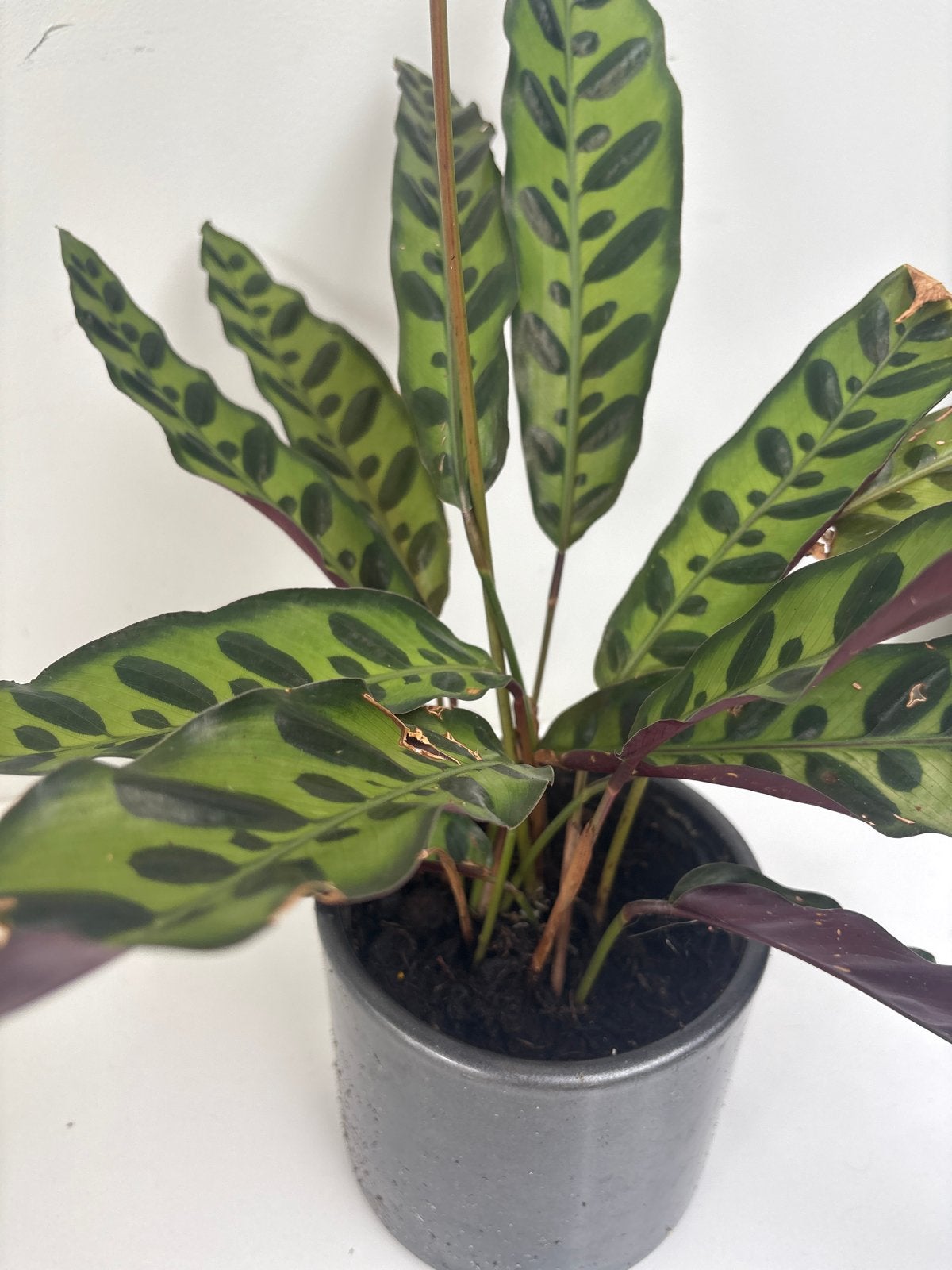 Calathea Rattlesnake - Decoratieve Kamerplant, Overige soorten, In pot, Minder dan 100 cm, Groene kamerplant