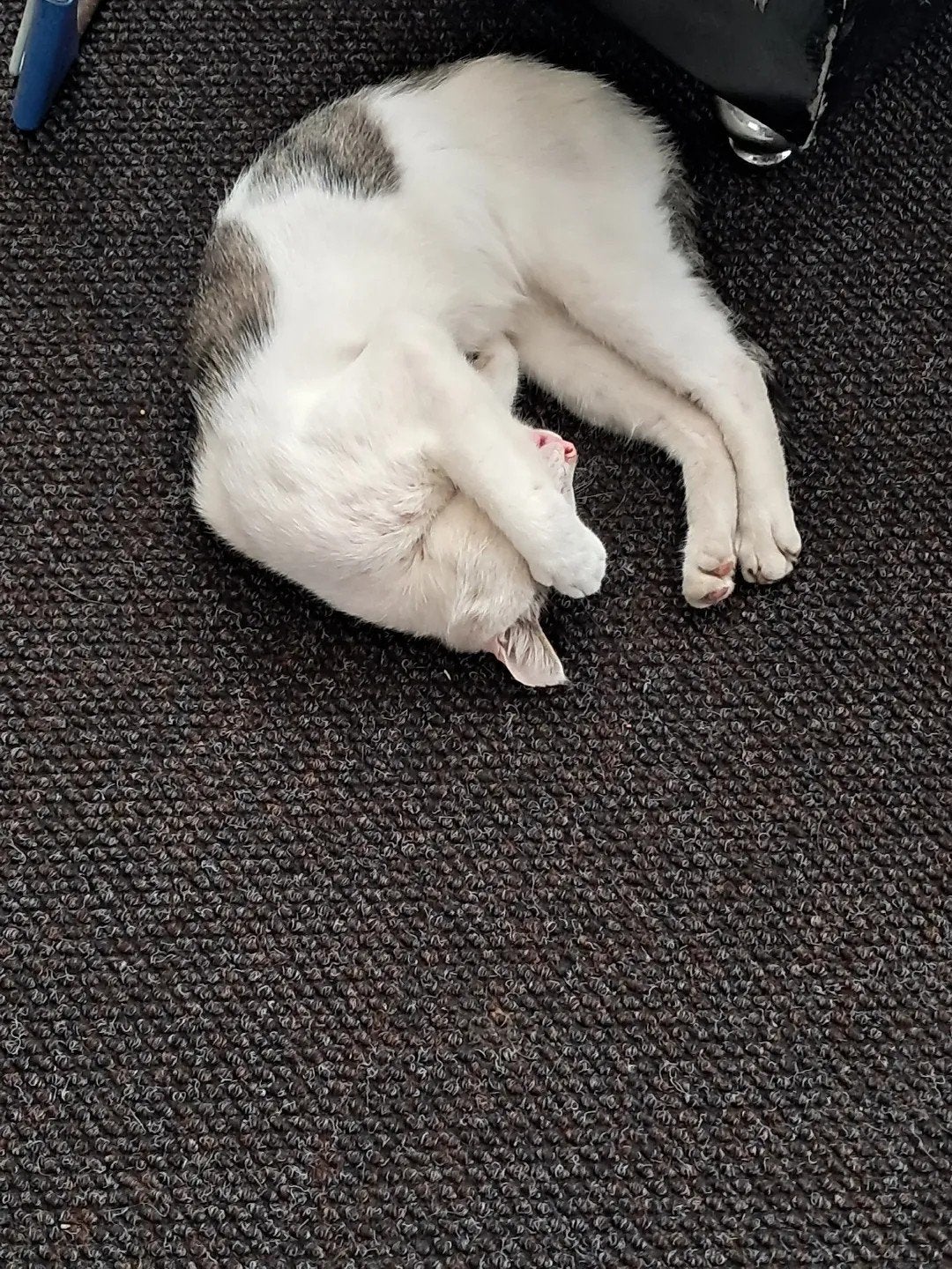 gratis kat, Kortharig, 0 tot 2 jaar