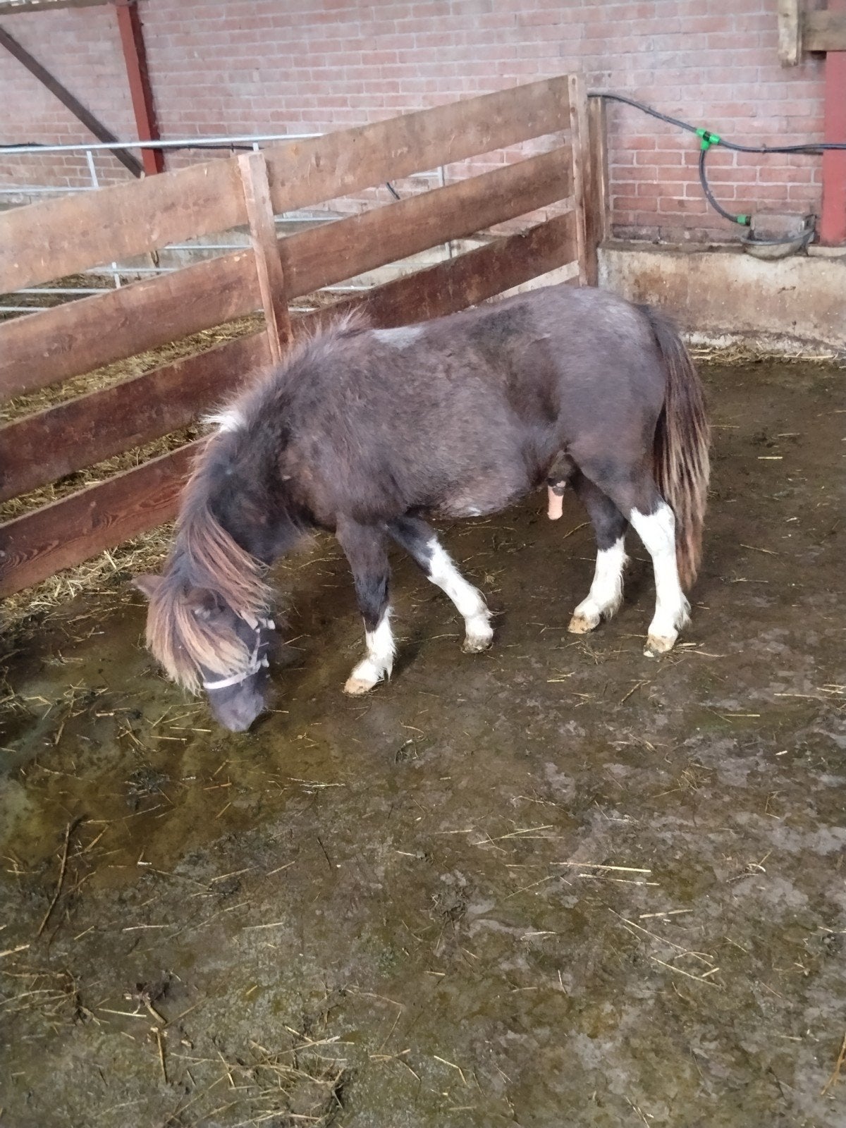 pony Hengstje, Dieren en Toebehoren, 0 tot 2 jaar