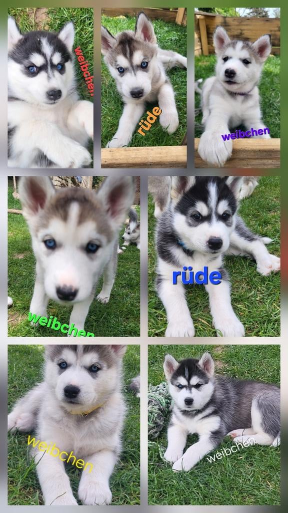 Puppy's zoeken een nieuw huisje, Particulier, 8 tot 15 weken, Buitenland, Poolhond