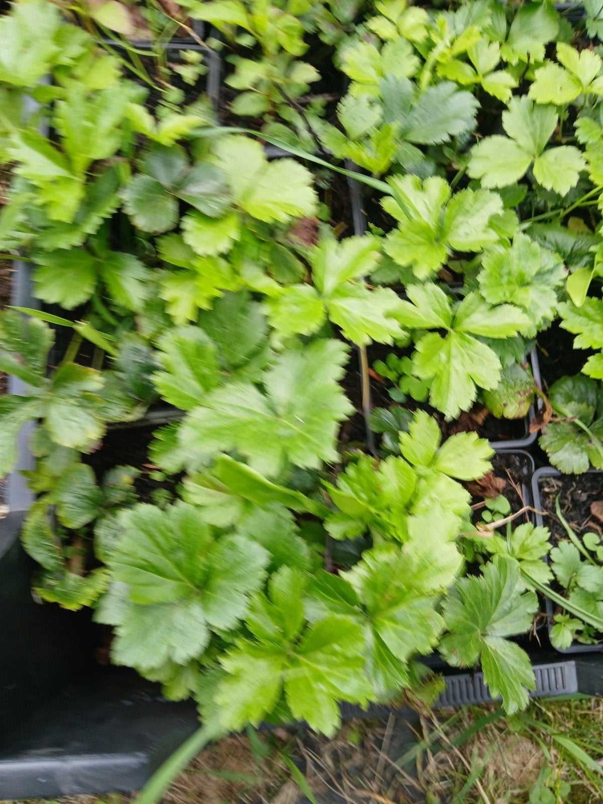 waldsteinia ternata, Tuin en Terras, Ophalen, Lente, Overige soorten, Halfschaduw