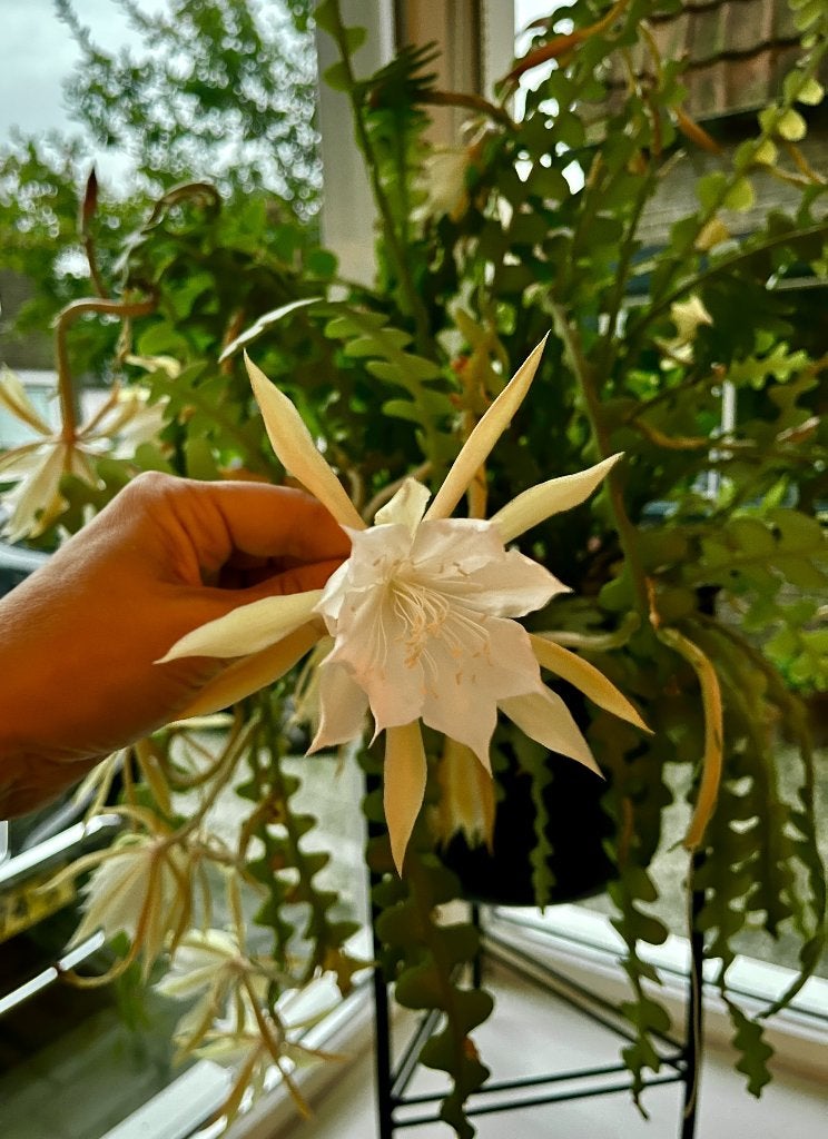Zaagcactus +/- 120 cm breed, inclusief pot, geurende bloemen, Huis en Inrichting, Kamerplanten, Ophalen, 100 tot 150 cm, Halfschaduw