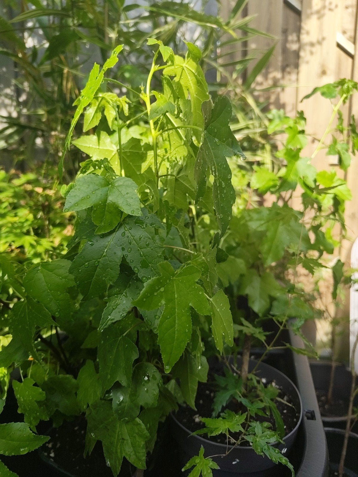 liquidambar styraciflua en Acer palmatum, Ophalen of Verzenden, Bloeit niet, Overige soorten, Halfschaduw