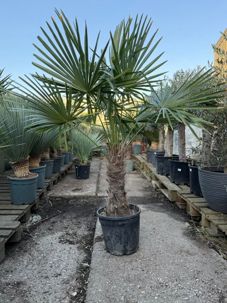 Trachycarpus fortunei (Chinese waaierpalm) 190-210cm, Tuin en Terras, Planten | Bomen, Ophalen of Verzenden