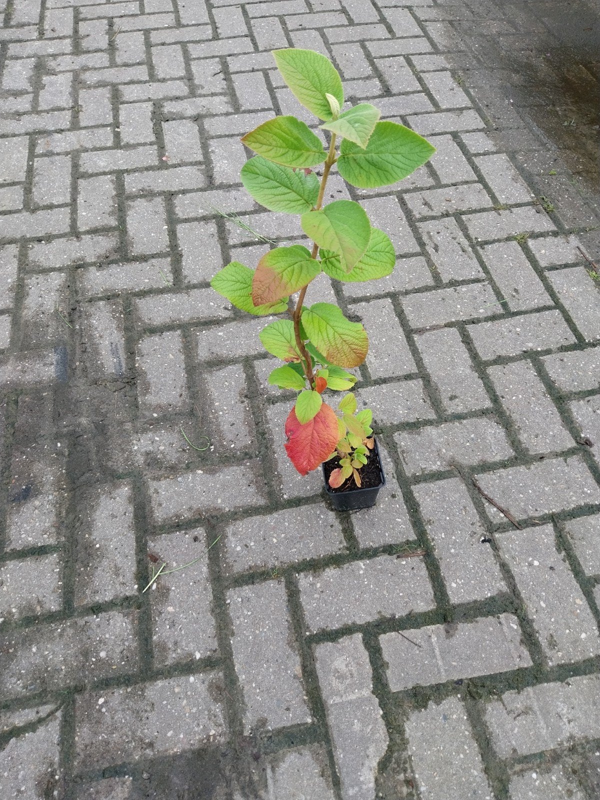 Viburnum lantana - Wollige Sneeuwbal, Ophalen, Overige soorten, Halfschaduw