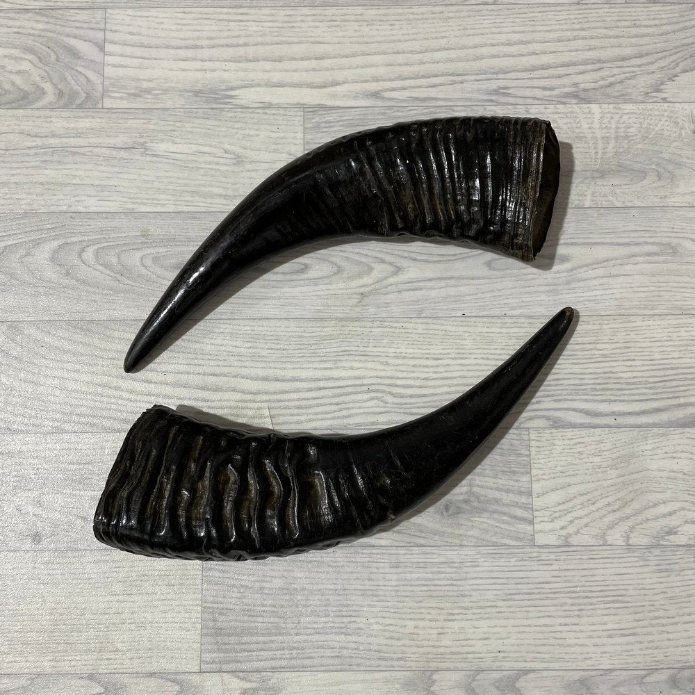 Waterbuffel hoorns paar 50cm nr 276 | Lederstore, Ophalen of Verzenden, Nieuw, Boerderijdier, Gewei of Kop