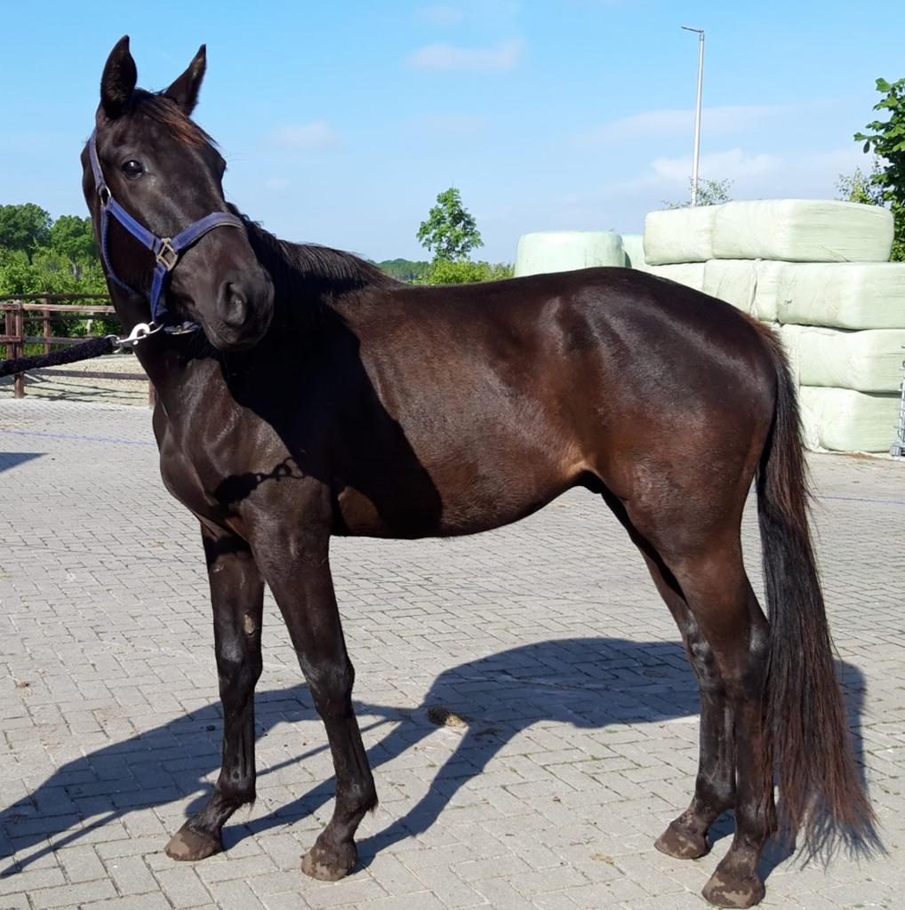 Dressuurpaarden, Meerdere dieren, Dressuurpaard, Met stamboom, 0 tot 2 jaar