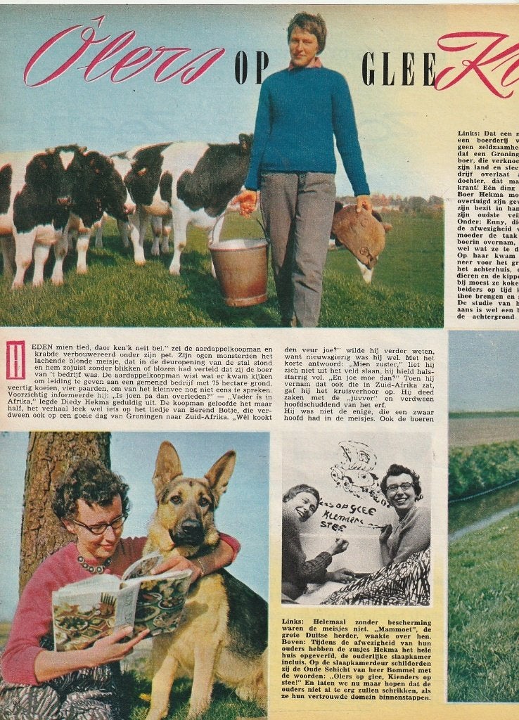 vintage knipsel 1960 Schouwerzijl Groninger boerderij, Verzenden, Overige typen
