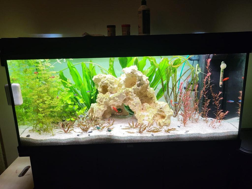 Juwel Rio 180 liter aqaurium met onderkast en accesoires, Dieren en Toebehoren, Vissen | Aquaria en Toebehoren, Ophalen, Gebruikt