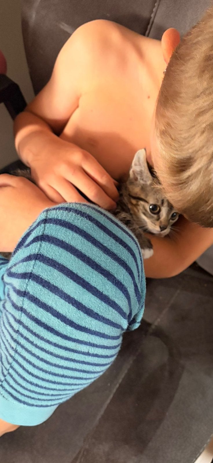 Goed huisje gezocht voor 2 boerderij kittens, Meerdere dieren