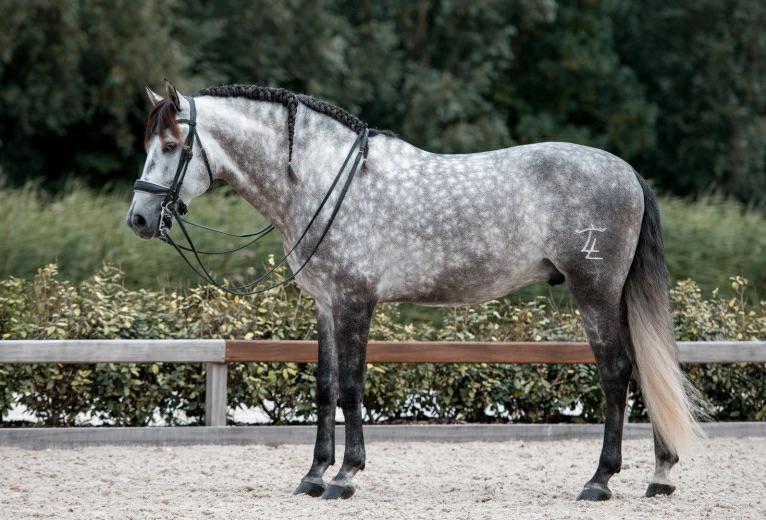 Goedgekeurde Pre Hengst ter dekking, Dieren en Toebehoren, Hengst
