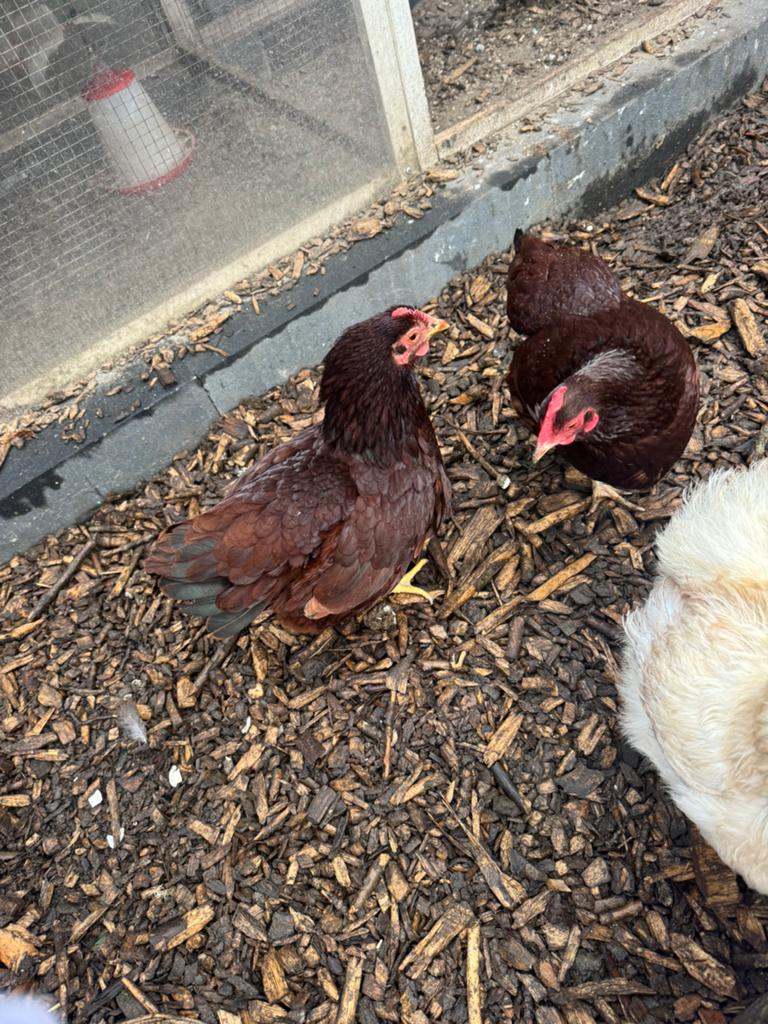 1x wyandotte kriel en 2x Rhode island red hennen, Dieren en Toebehoren, Pluimvee, Vrouwelijk, Kip