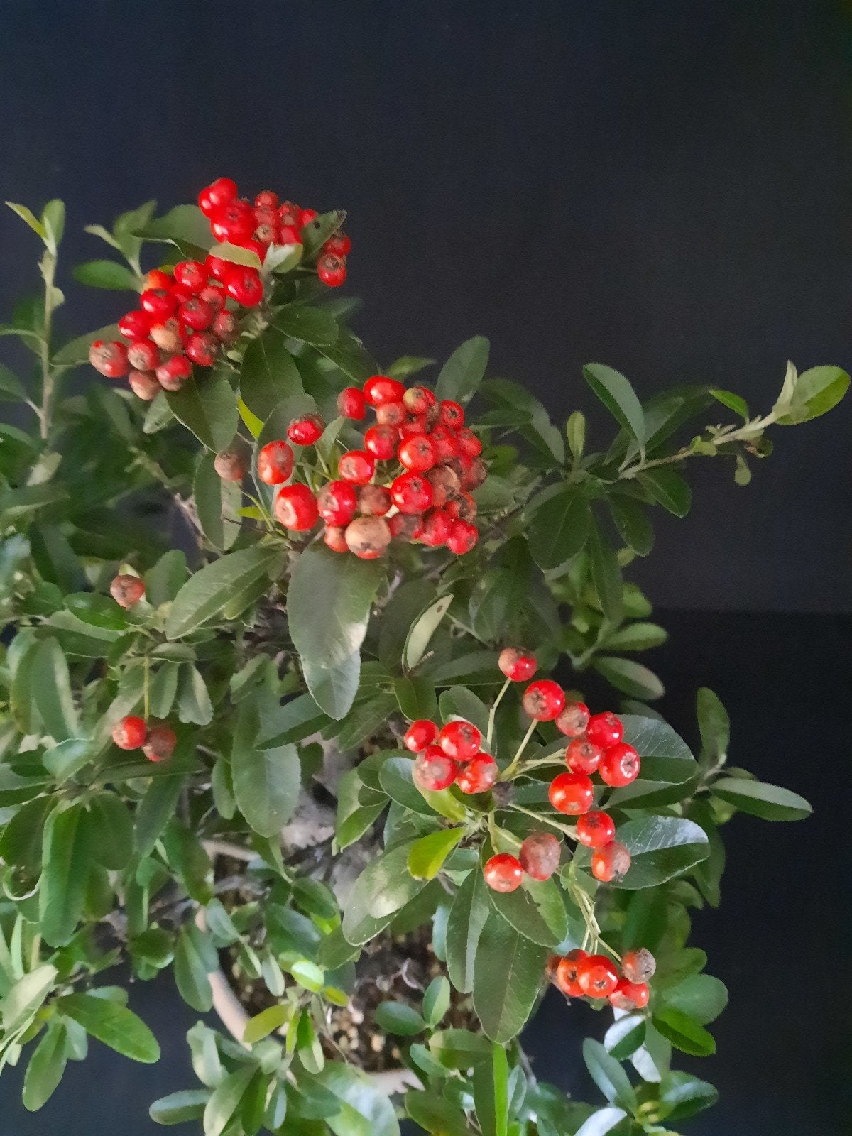 Bonsai  Pyracanthe, Vuurdoorn, Tuin en Terras, Ophalen of Verzenden, Volle zon, Overige soorten, Minder dan 100 cm