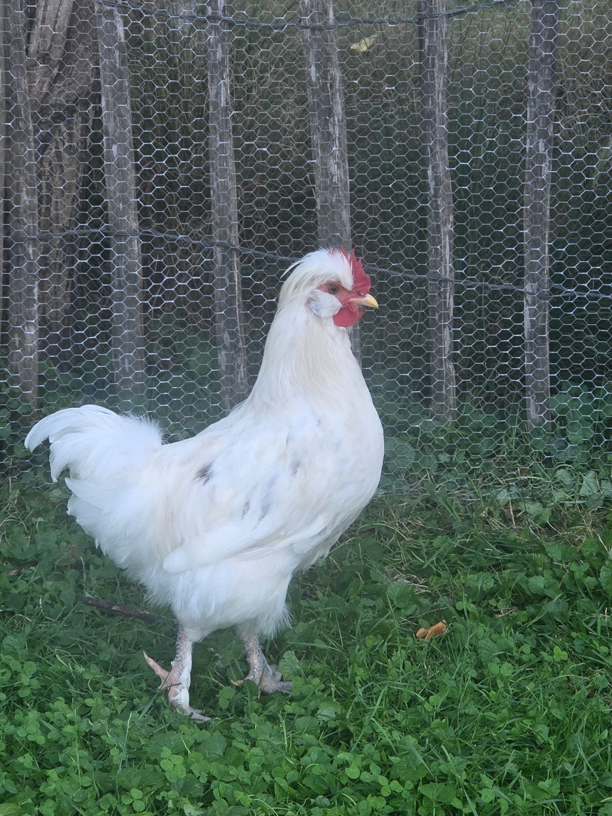mooie haan paar maande oud, Mannelijk, Kip