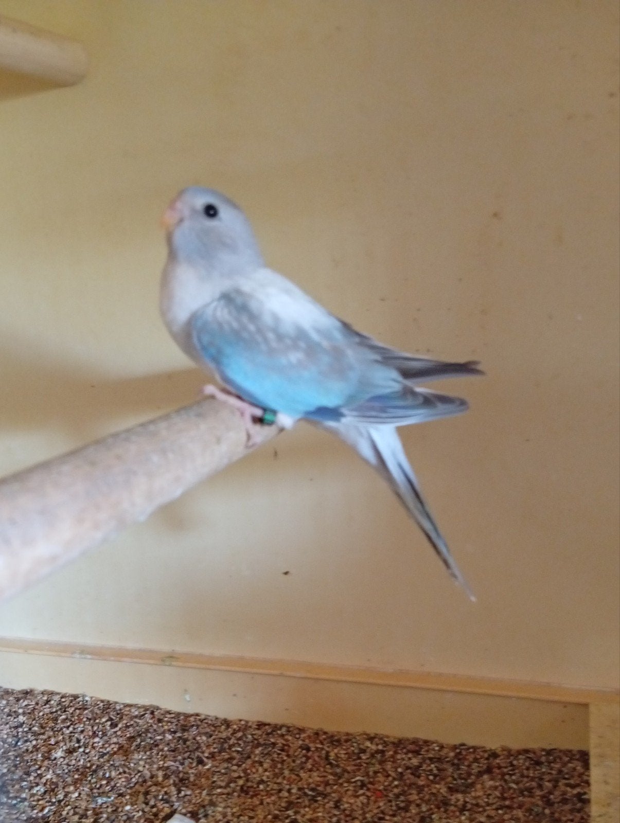 Splendid cinnamon blauw opaline 26, Vrouwelijk, Parkiet, Geringd