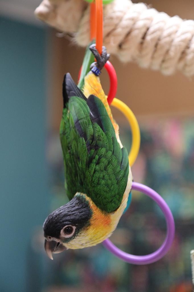 Jonge Baby Zwartkop Caique´s | getest | Speels | Handtam, Meerdere dieren, Papegaai, Pratend