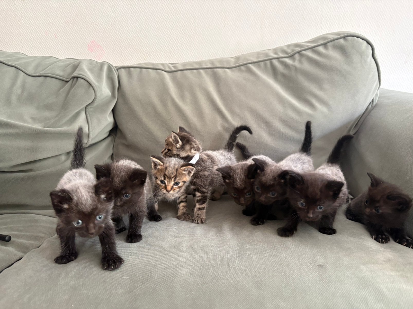 Kittens, Dieren en Toebehoren, Katten en Kittens | Raskatten | Korthaar, Meerdere dieren, Ontwormd, 0 tot 2 jaar