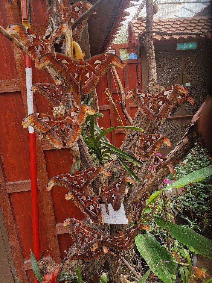 Attacus Atlas cocoons, Dieren en Toebehoren, Vlinders of Rupsen