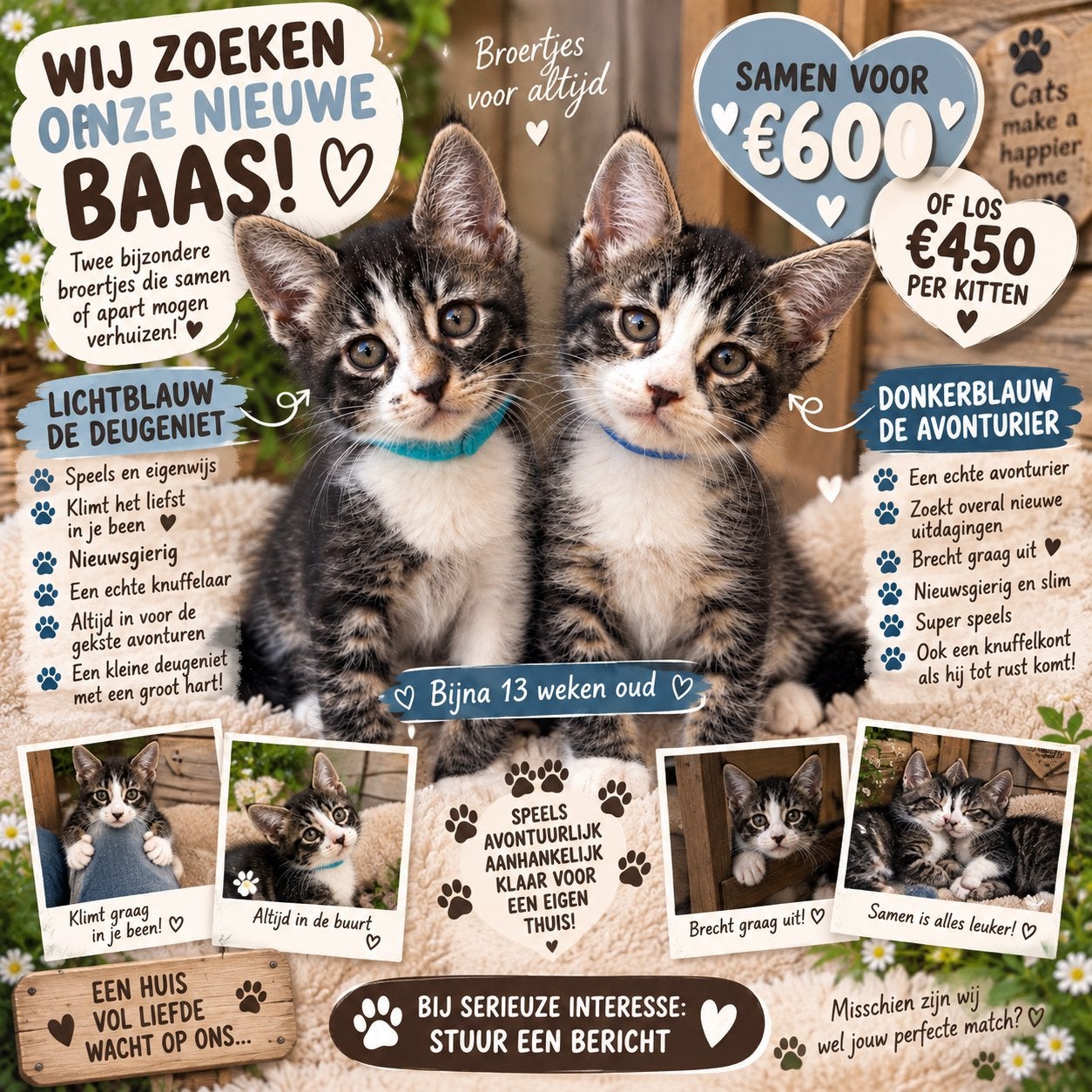 🐾 Maine Coon kittens – 12/13weken – direct verhuizen!, Meerdere dieren, Gechipt, 0 tot 2 jaar