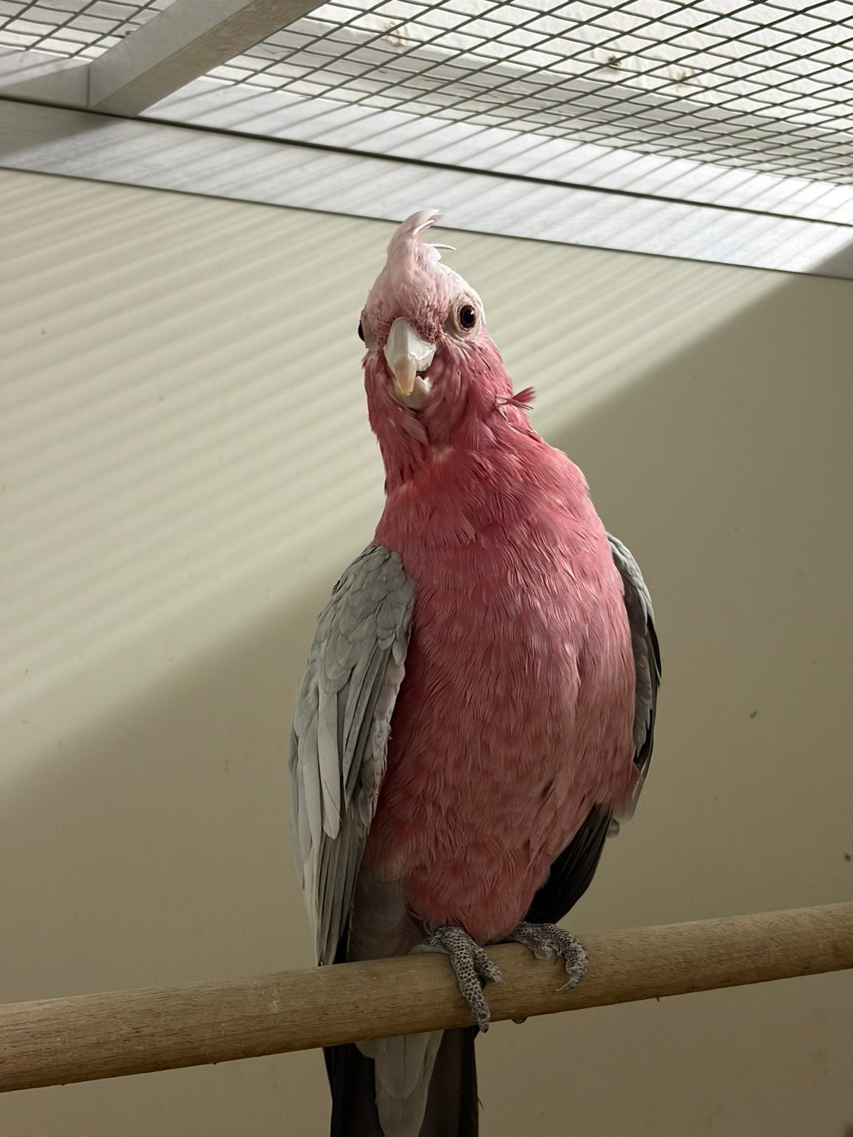 Rosé kaketoe pop., Dieren en Toebehoren, Vogels | Parkieten en Papegaaien, Vrouwelijk, Papegaai