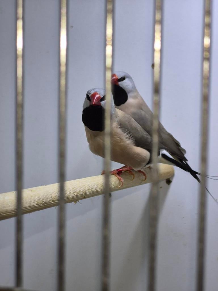 Prachtig koppel Spitsstaartamadines, Dieren en Toebehoren, Meerdere dieren