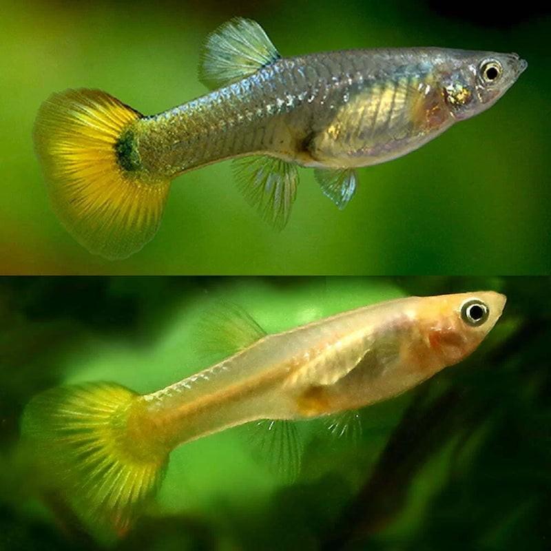 Guppy fish, Dieren en Toebehoren, Vissen | Aquariumvissen, Vis