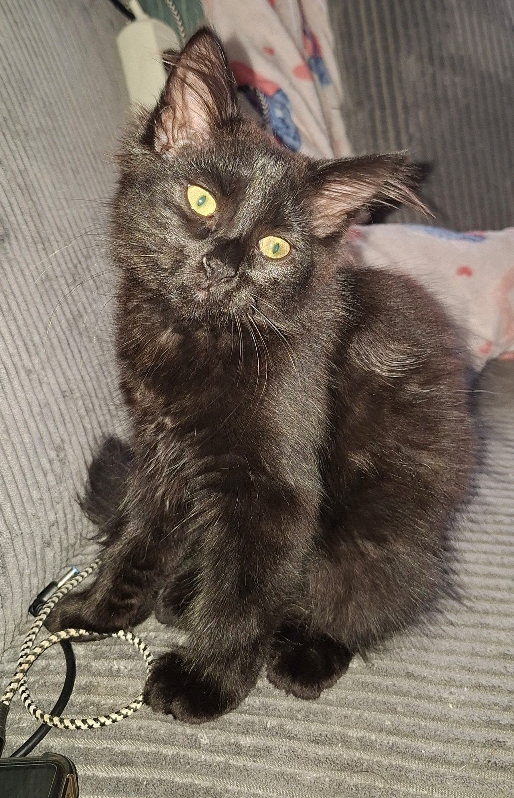 maine coon kittens, Meerdere dieren, Ontwormd
