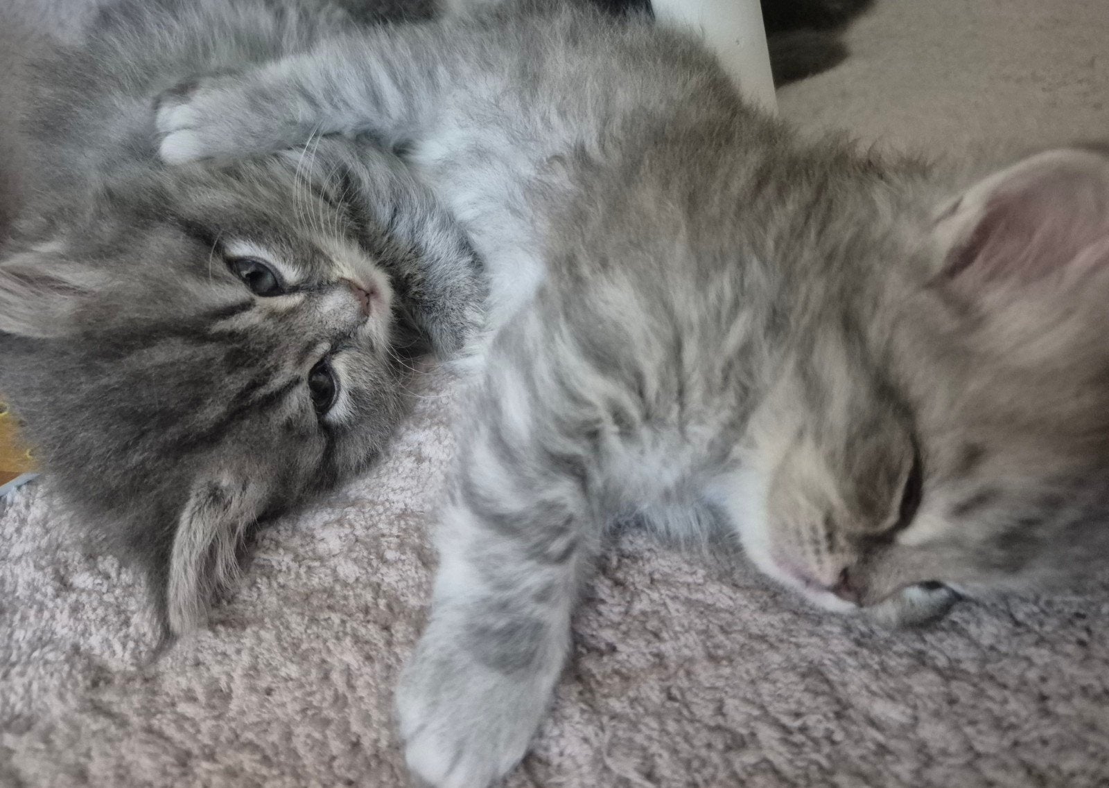 Nog 2 katertjes♡ Lieve Britse langhaar kittens♡, Dieren en Toebehoren, Katten en Kittens | Raskatten | Langhaar, Meerdere dieren