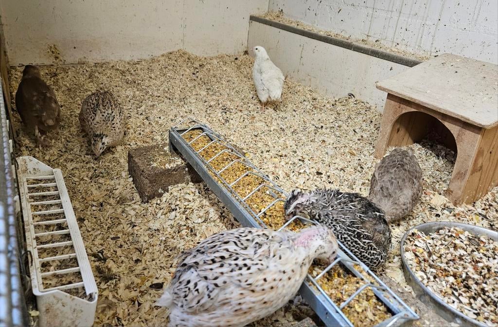 Te koop japanse kwartels, Meerdere dieren