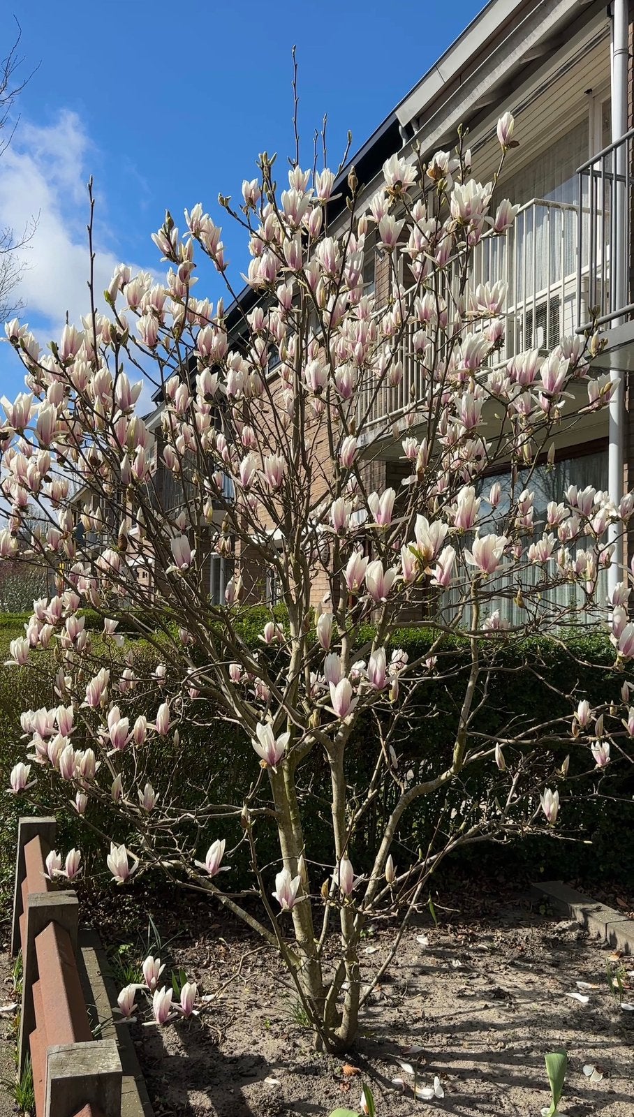 Magnolia boom, Overige soorten, Lente, 250 tot 400 cm, Ophalen