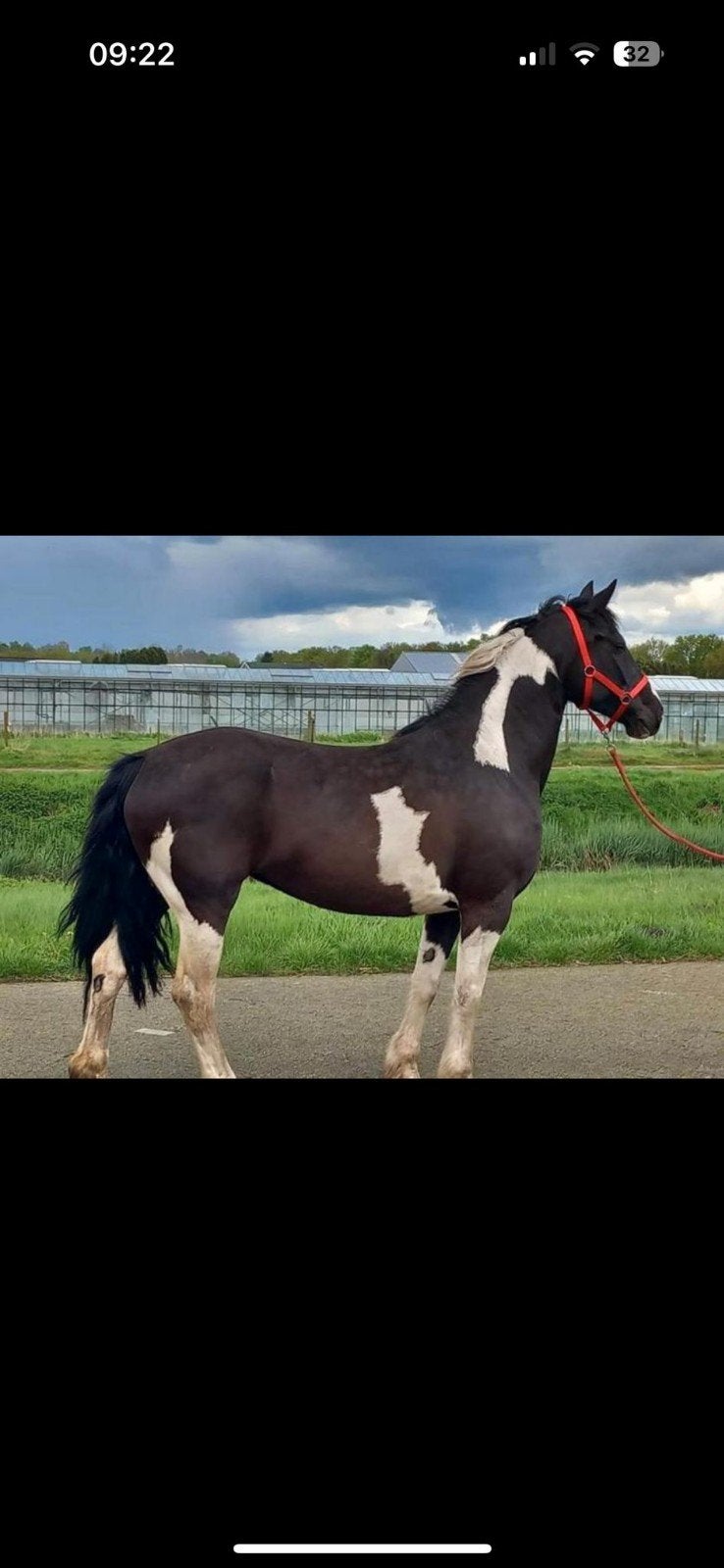 drachtige zwartbonte barokpinto merrie €6500, Merrie, Dressuurpaard
