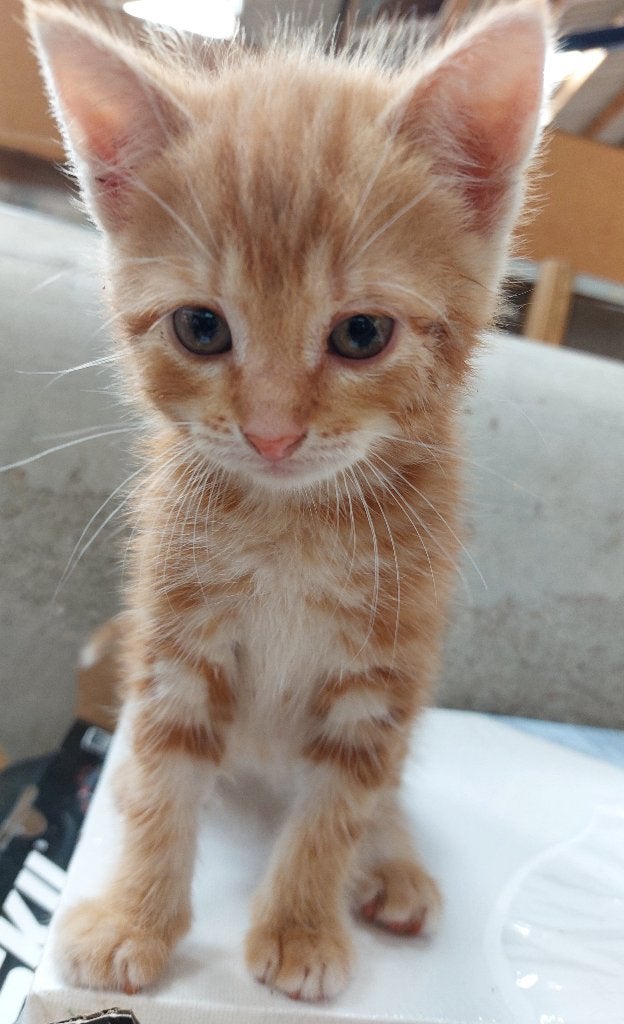 Boskat x bengaal kitten, Kater, Kortharig