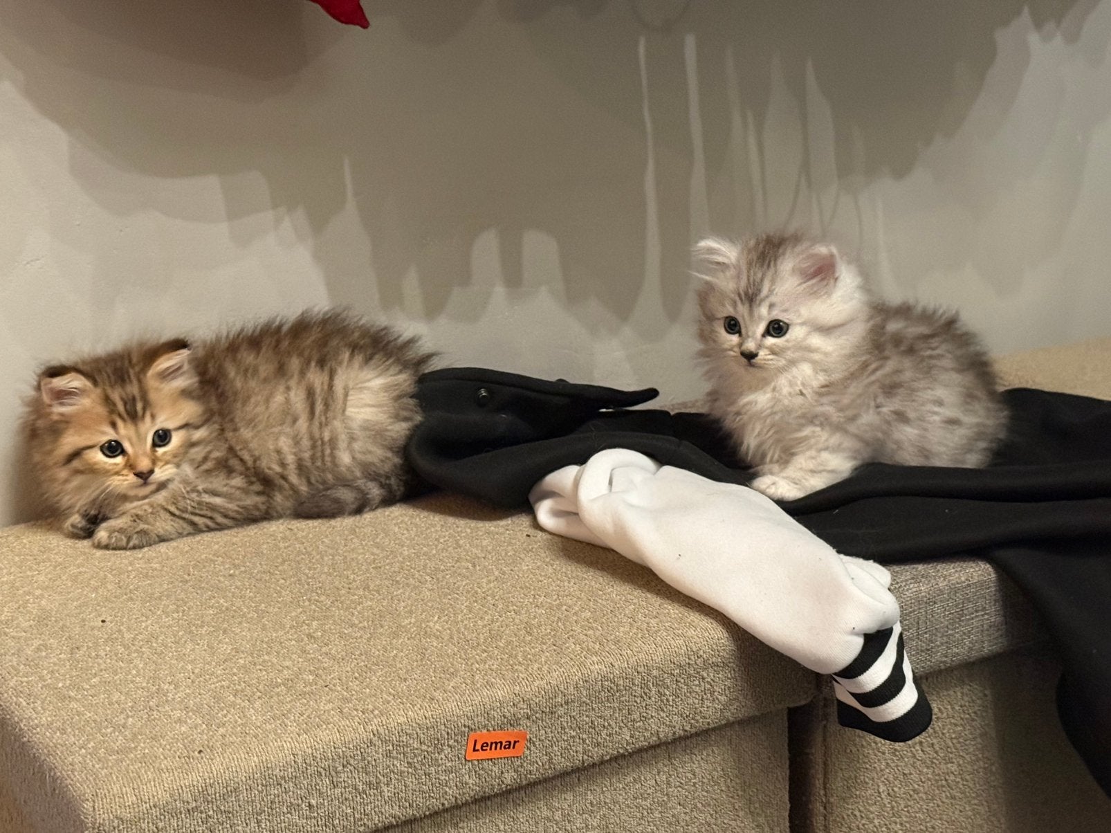 ZEER MOOIE BRITSE LANGHAAR KITTENS, Meerdere dieren, Met stamboom, 0 tot 2 jaar