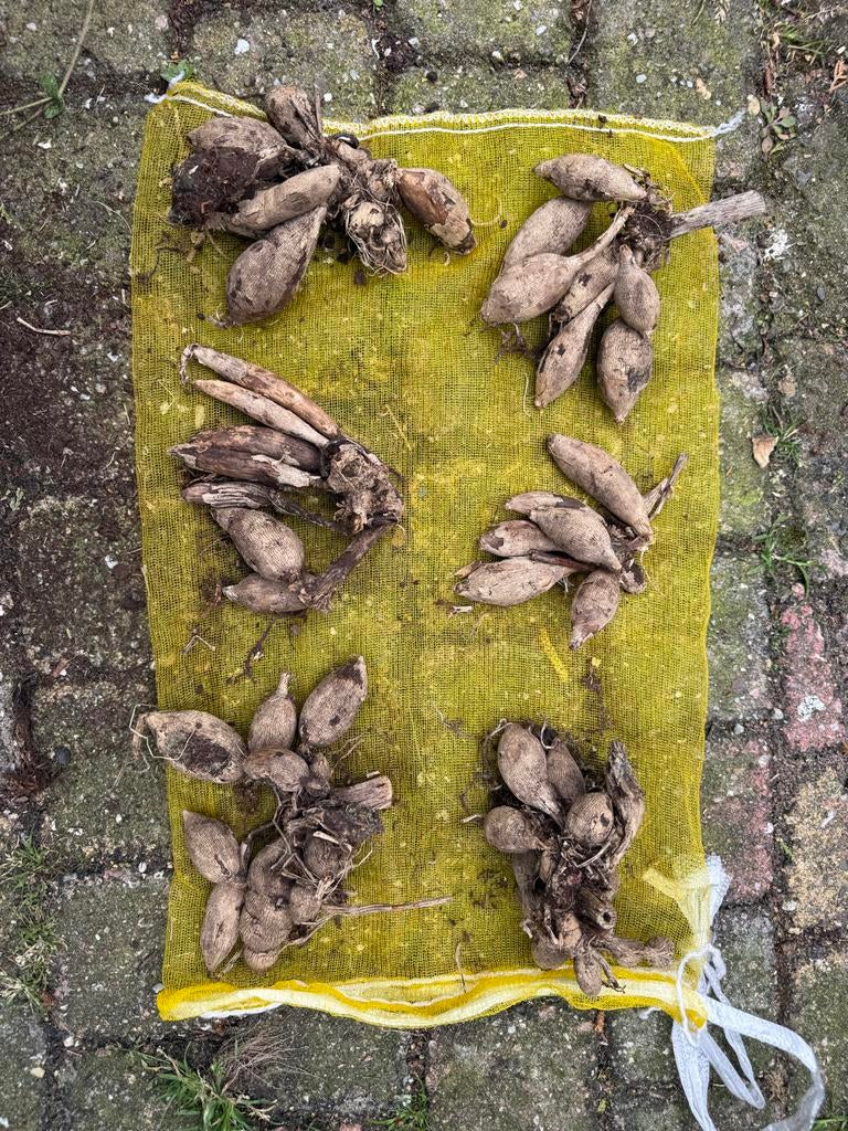 Dahliaknollen - Klaar voor een kleurrijke tuin, Ophalen of Verzenden, Voorjaar, Volle zon, Knol