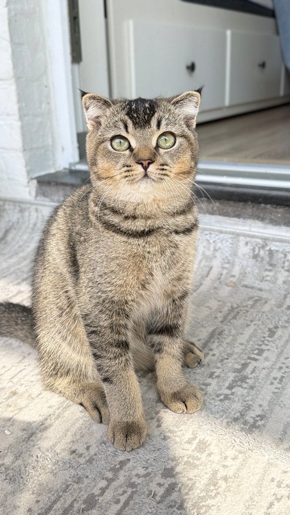 Prachtige Britse Korthaar kattin, Dieren en Toebehoren, Katten en Kittens | Raskatten | Korthaar, Poes, Met stamboom, 0 tot 2 jaar