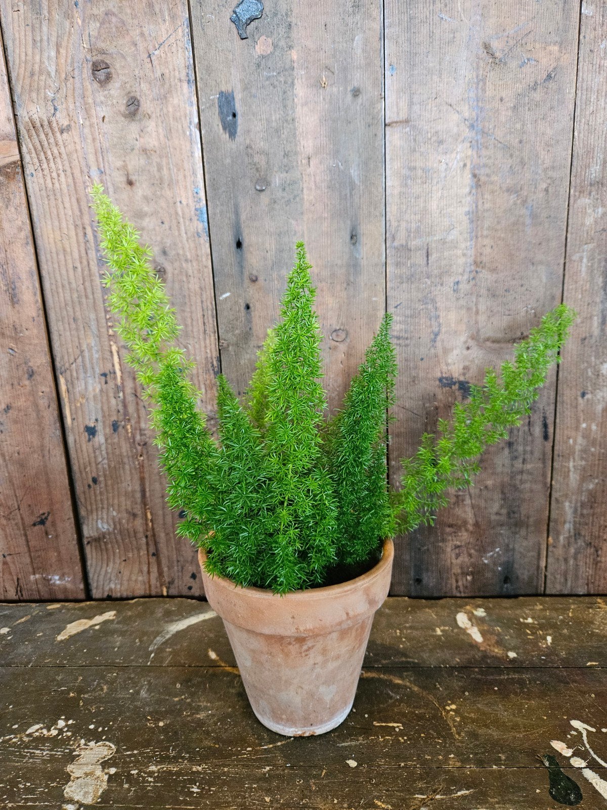 asparagus "WOONWINKEL RUSTIEK ", Ophalen, Halfschaduw, Minder dan 100 cm